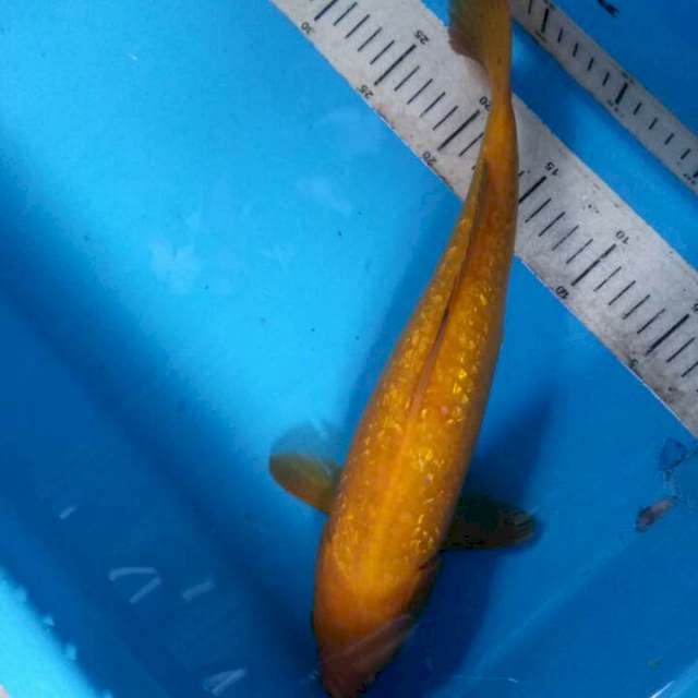 Karasi ginrin 37cm