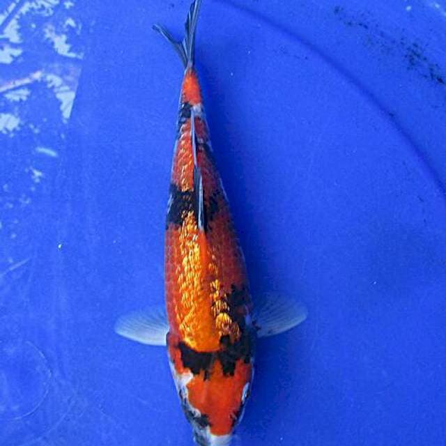 Showa ginrin ±22cm