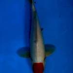 Tanco kohaku