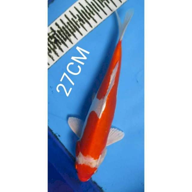 Kohaku doitshu 32CM jantan