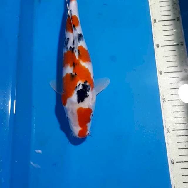 SANKE 32 CM