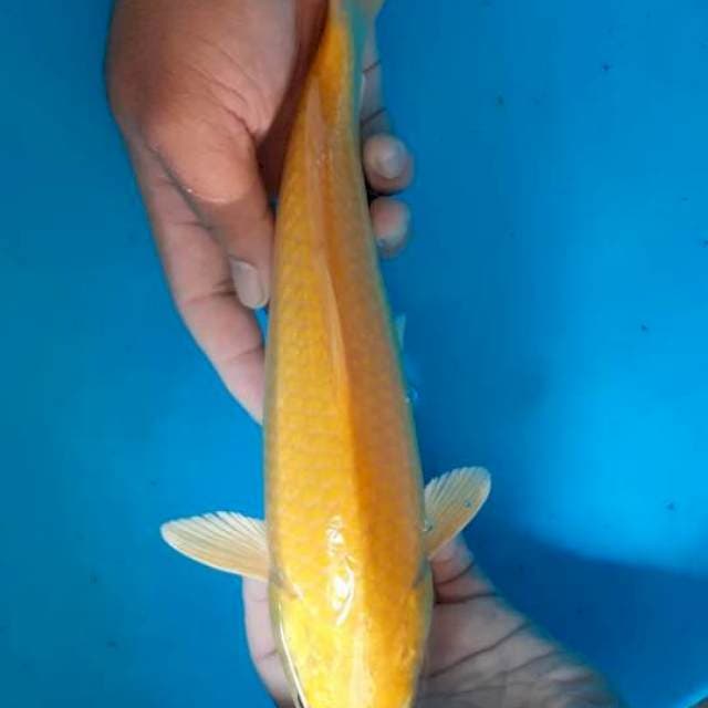 Karasi