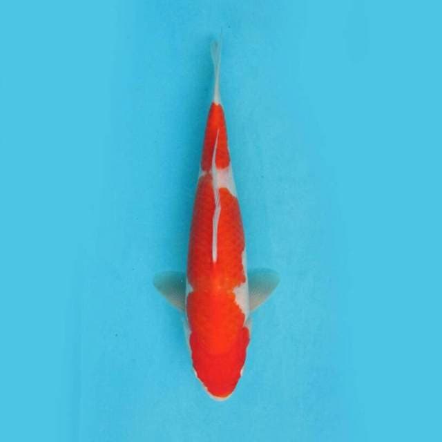 BKS ( KOHAKU 30 CM )