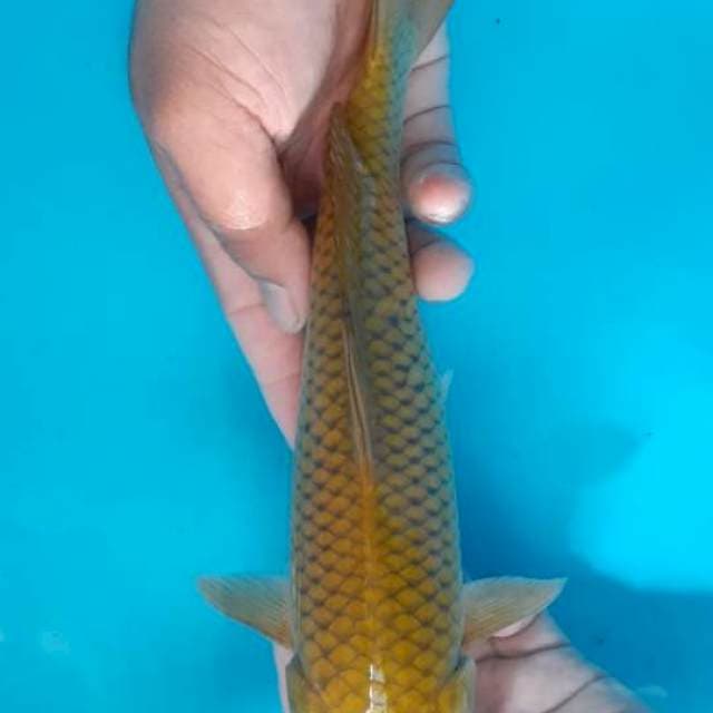 Midori jantan F1