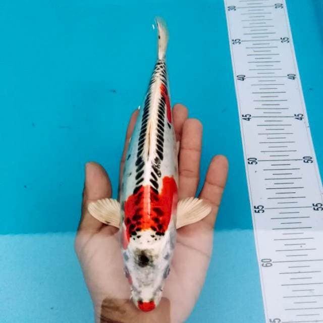 KUJAKU MERAH DOITSU