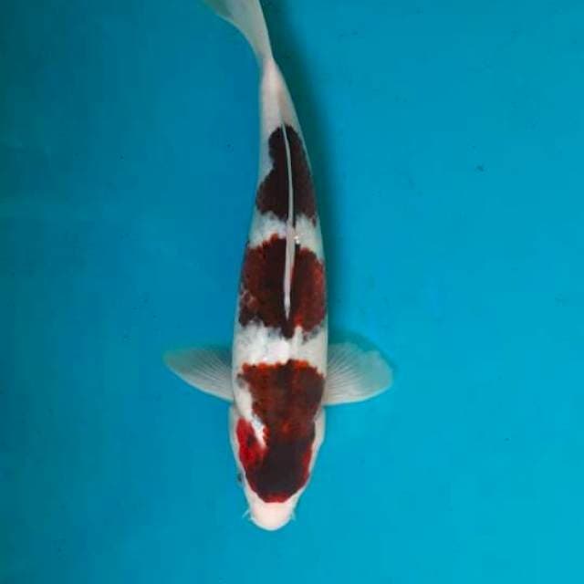 Goromo