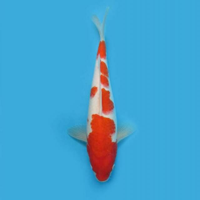 BKS ( KOHAKU 35 CM )