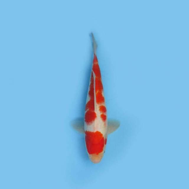 BKS ( KOHAKU 31 CM )