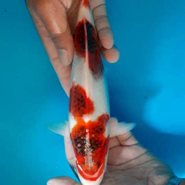 Goromo