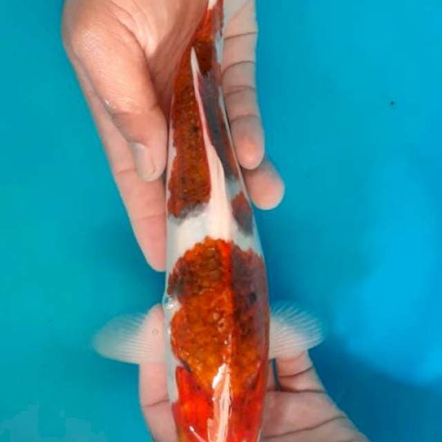 Goromo