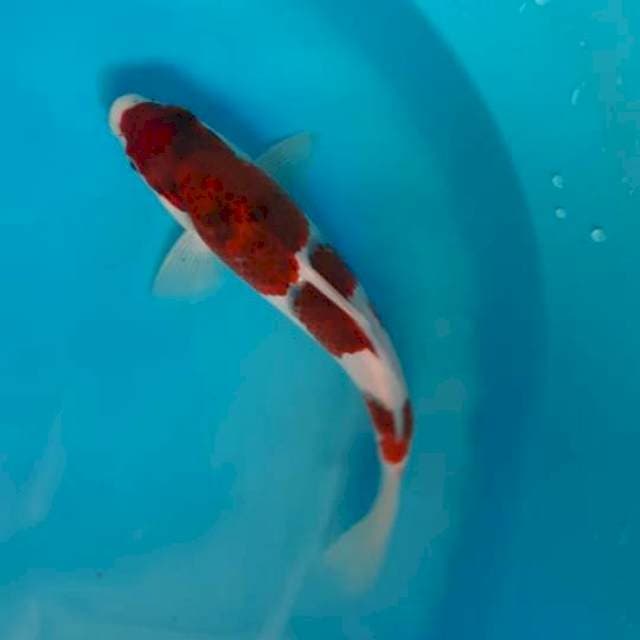 Goromo