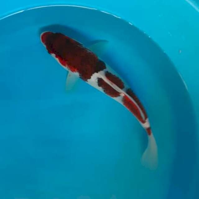 Goromo