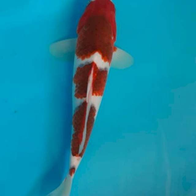 Goromo