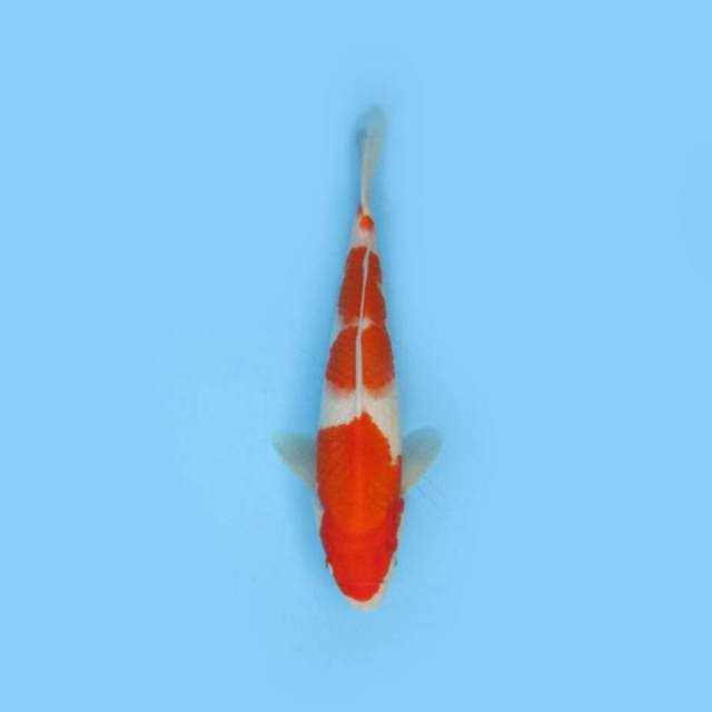 BKS ( KOHAKU 30 CM ) 