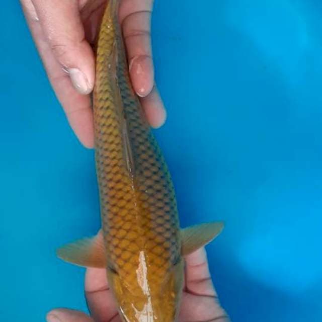 Chagoi tembaga