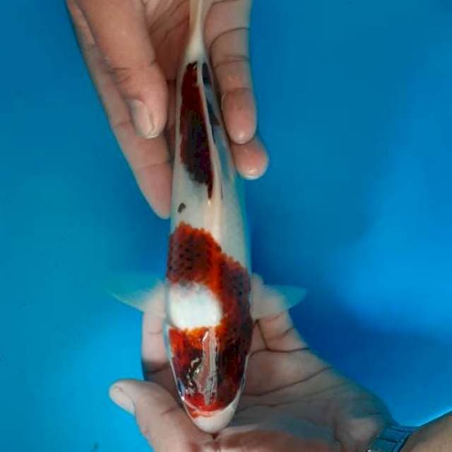 Goromo