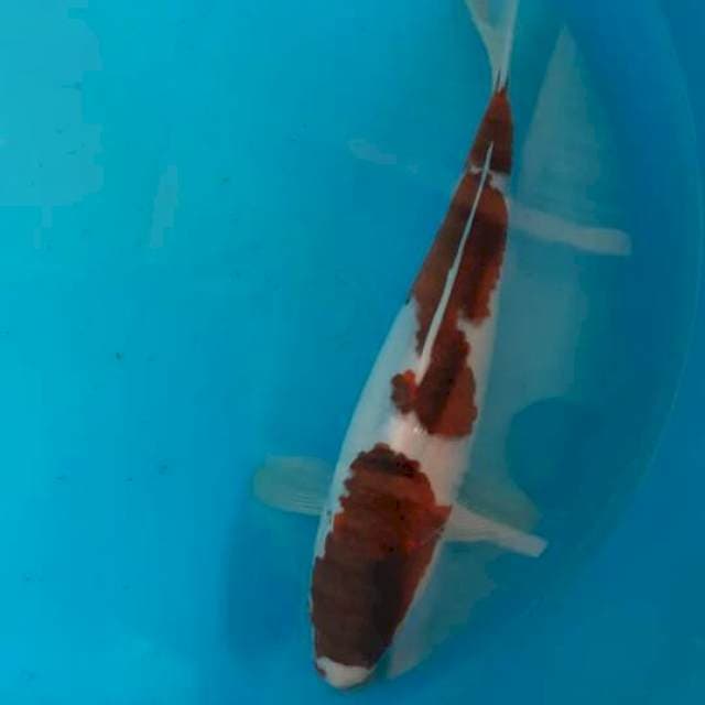 Goromo