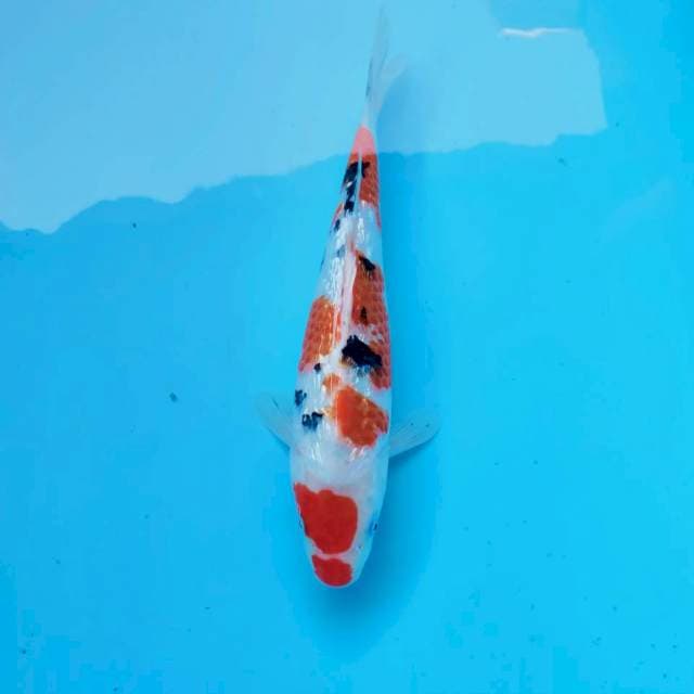 E. KINGINRIN SANKE #34cm
