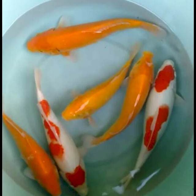 4karasi 2kohaku