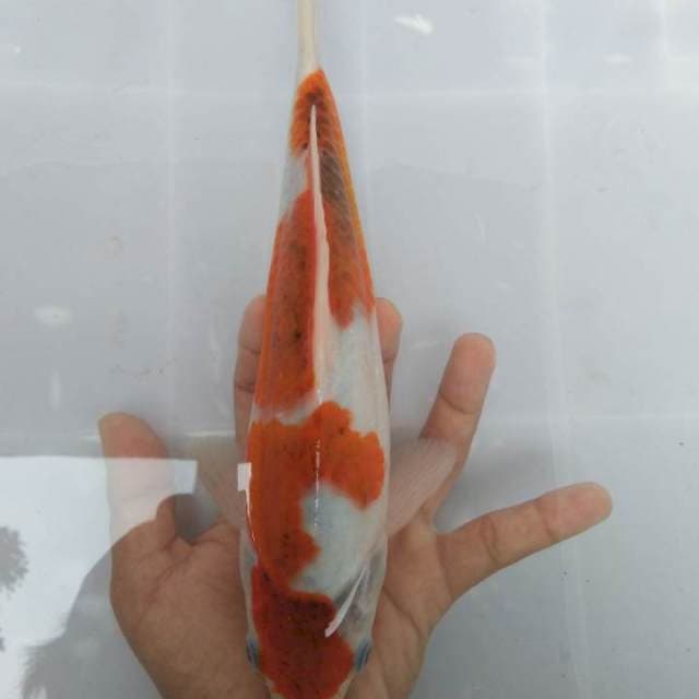 Ai goromo 30bu