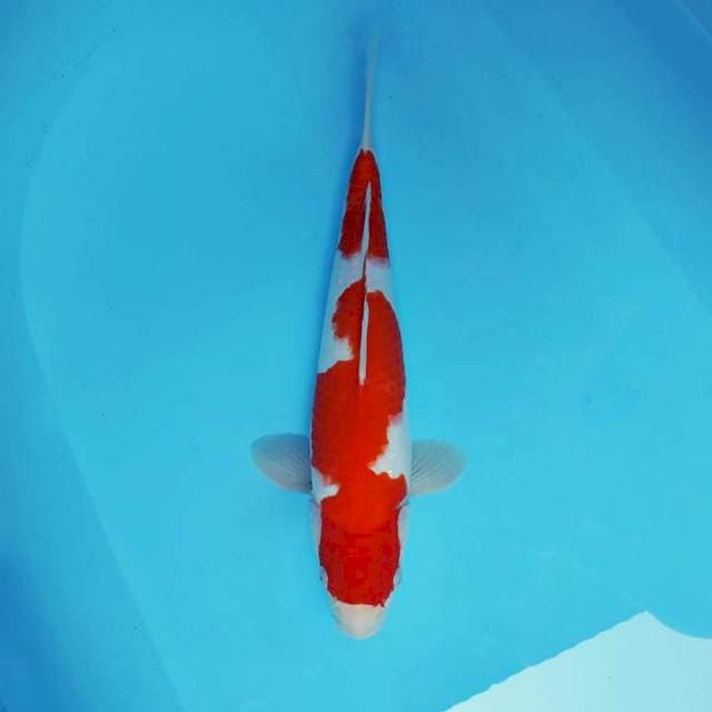 ASAHI ROMANCE ~ KOHAKU ™