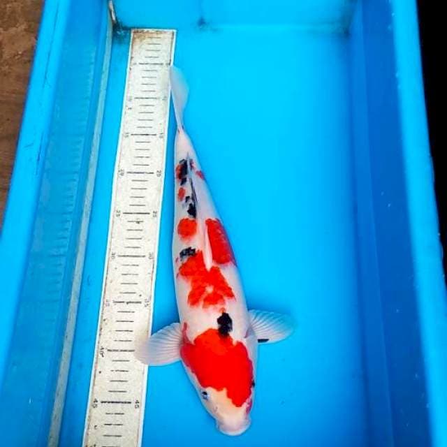 Sanke 38cm