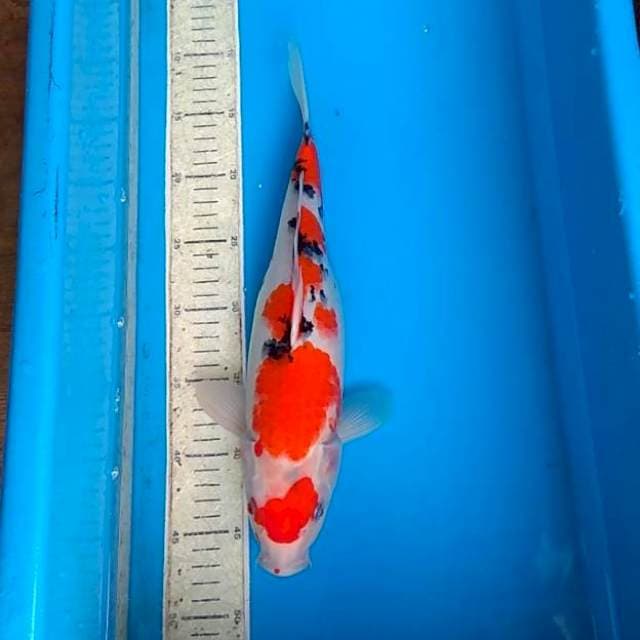 Sanke 35cm