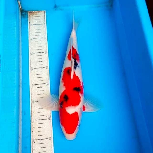 Sanke 38cm,cerah,padat