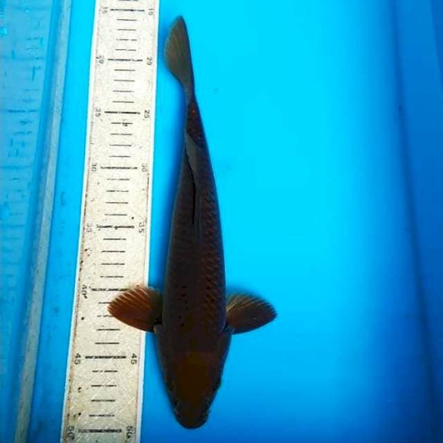 Cagoi 31cm