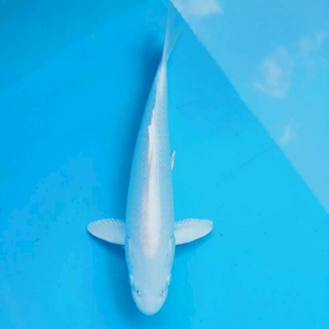 Platinum ciamix*33cm