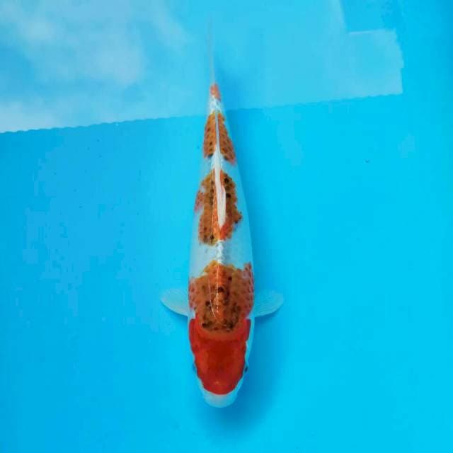 Ghos*35cm 4stepp