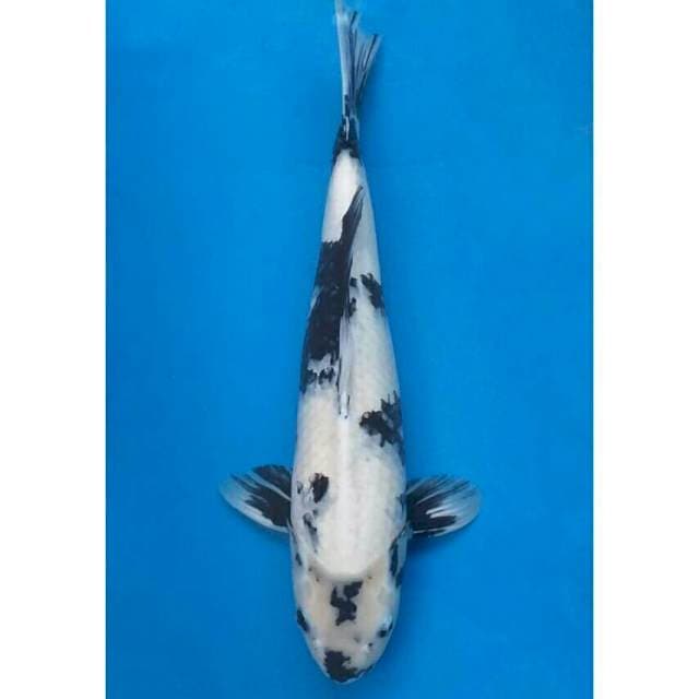 Okawa Jumbo Male Shiro