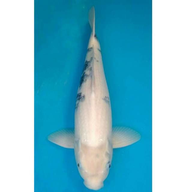Okawa Jumbo Male Shiro