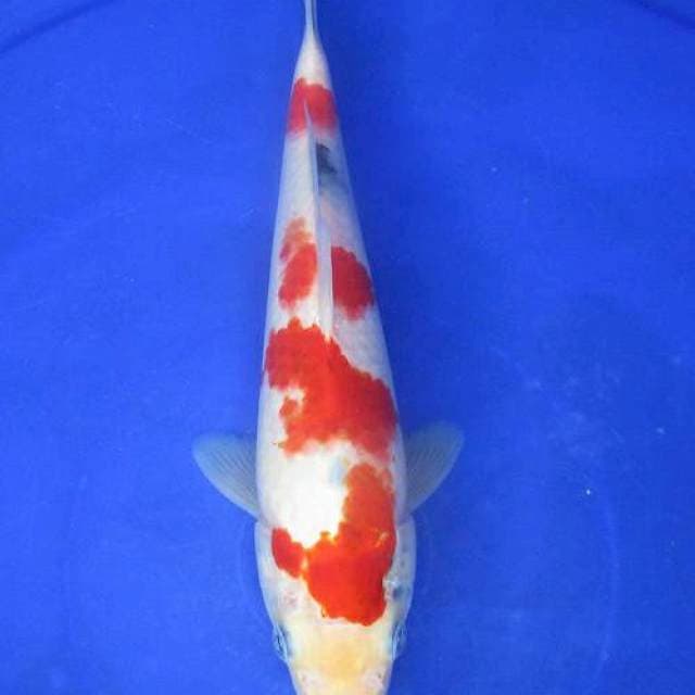 Showa tategoi