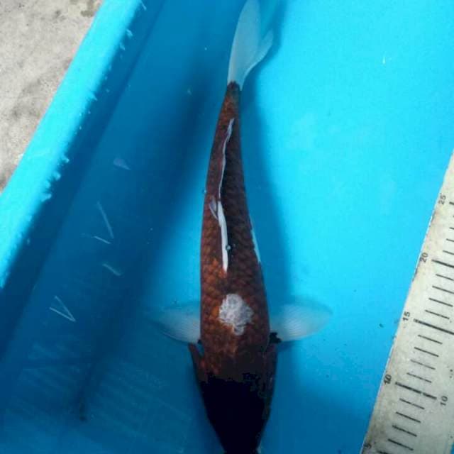 Budo goromo 37cm