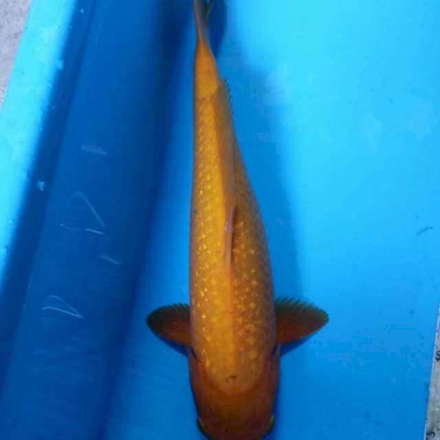 Karasi 37cm