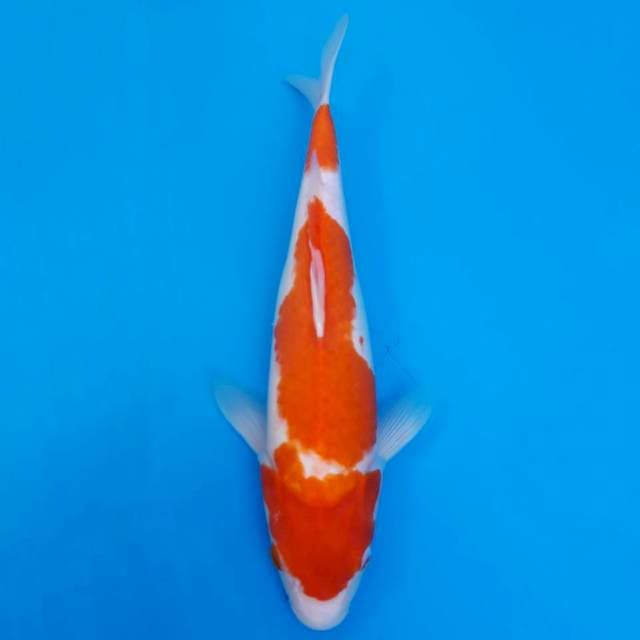 Kohaku