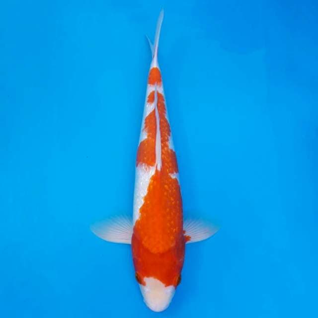 Kohaku full ginrin