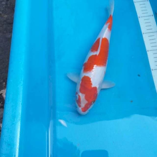 Kohaku Hikari | Purachina Kohaku