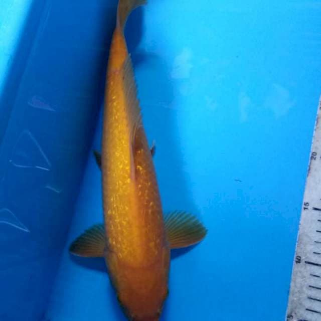 Karasi ginrin