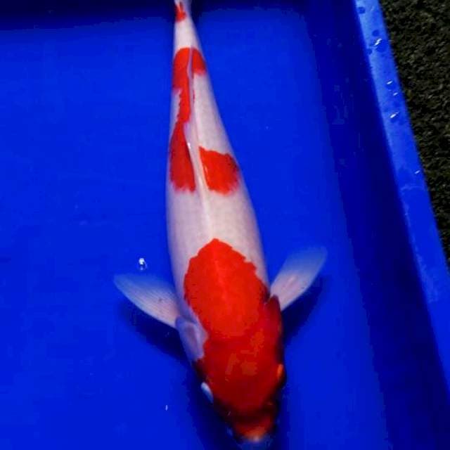 Kohaku, 40 cm