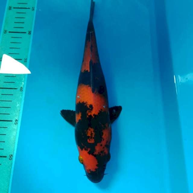 Hi Utsuri 30 cm tembus bawah