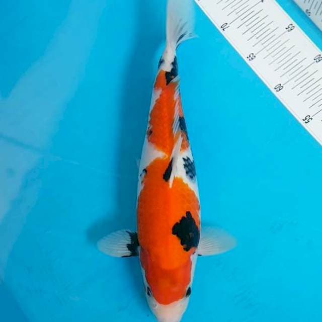 Kindai Showa Motogoro 38 cm