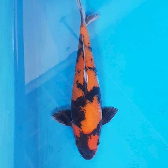 Hi Showa 37 cm