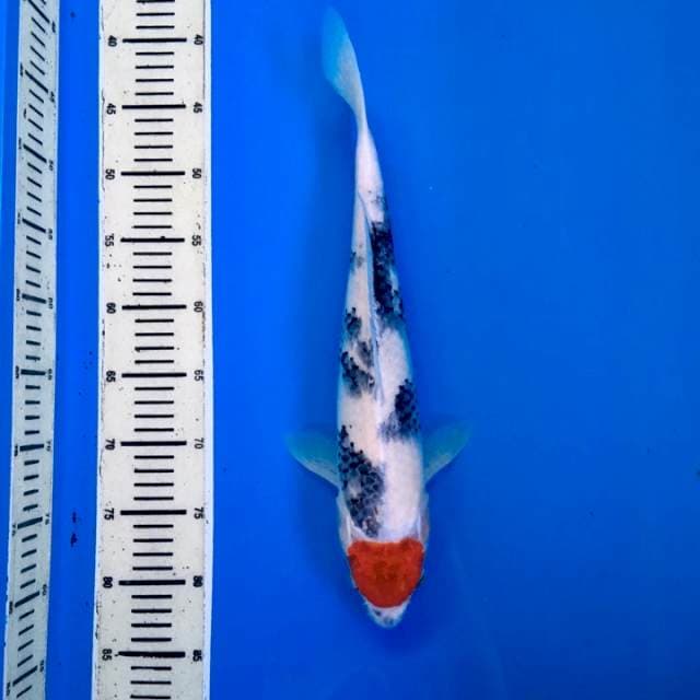 T.Showa Original Male