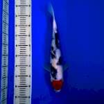 T.Showa Original Male