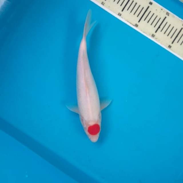 T.Kohaku Bersih