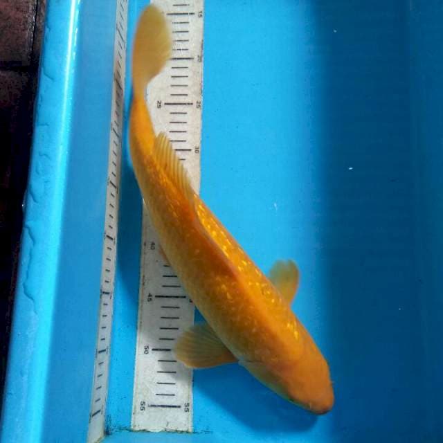 Karashi 43cm kingirin