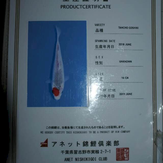 Tancho Goshiki (Anet) 16cm