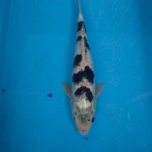 goromo